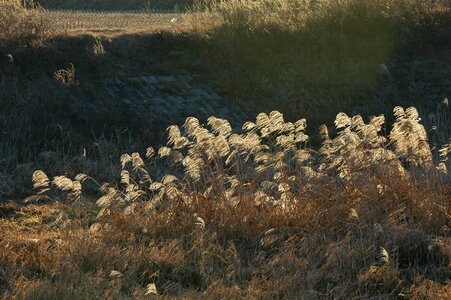 Silver grass reed the korean countryside