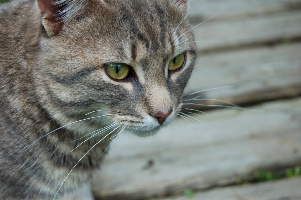 Cat pet view
