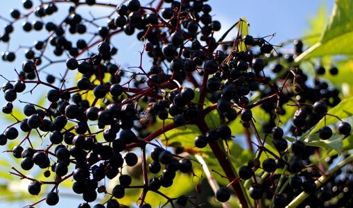Holler lilac bush
