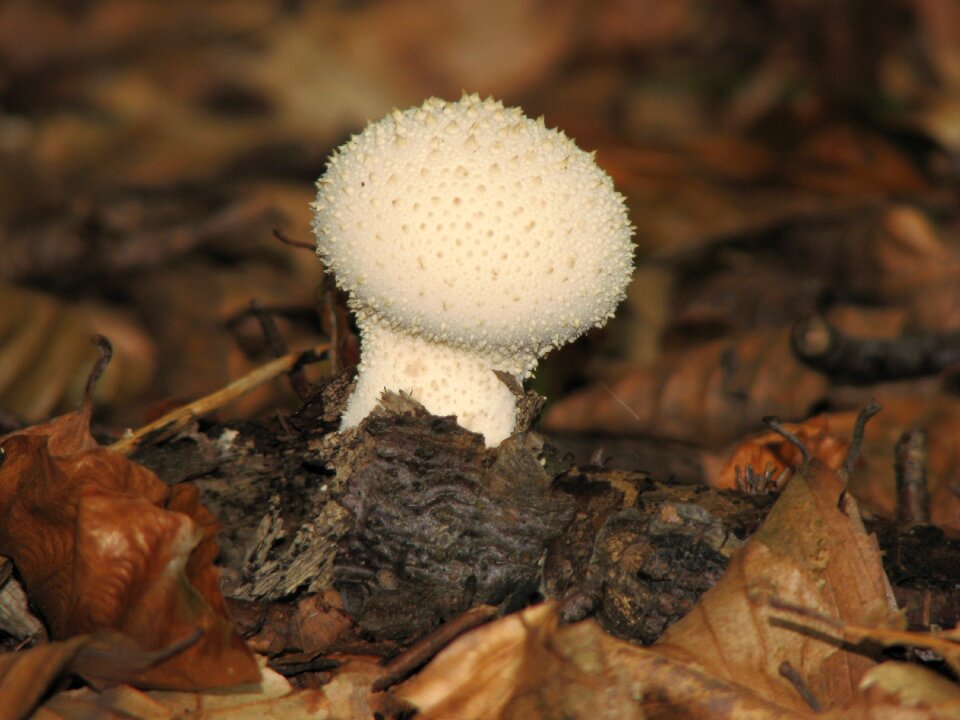 Forest floor white bottle umbrinum