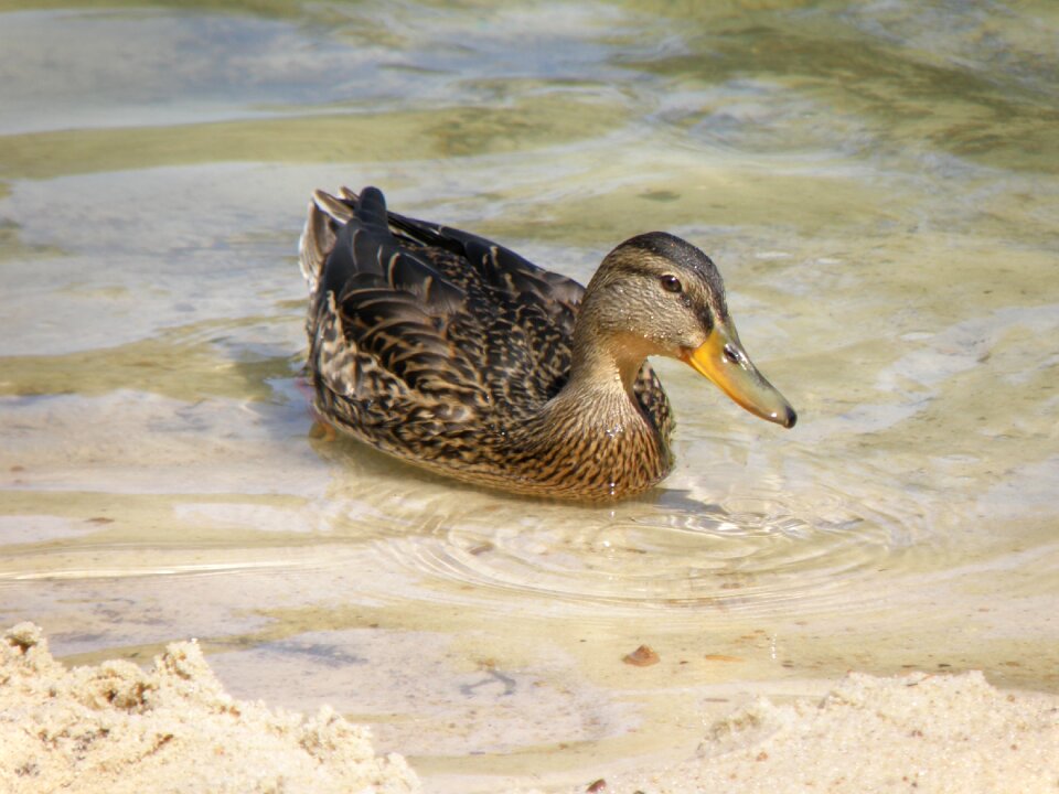 Bird water surface pond