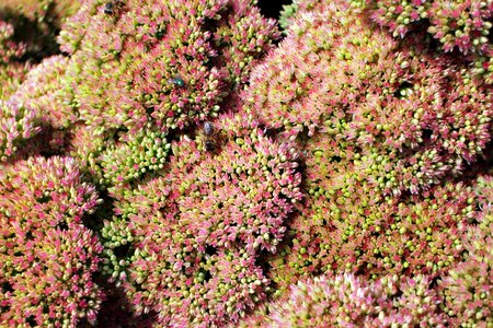 Green pink violet