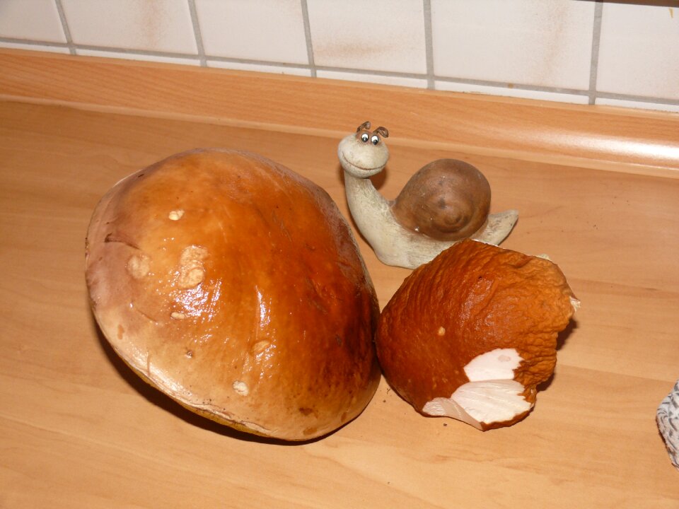 Autumn eat brown
