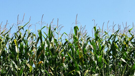 Fields field agriculture