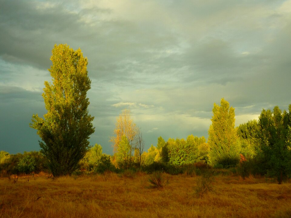 Cloudy trees gloomy