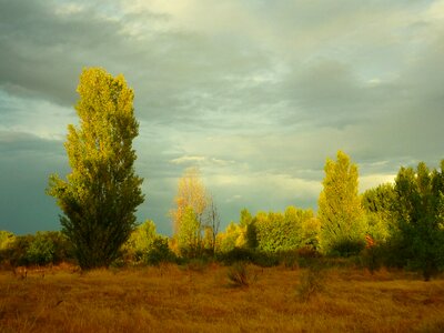 Cloudy trees gloomy photo