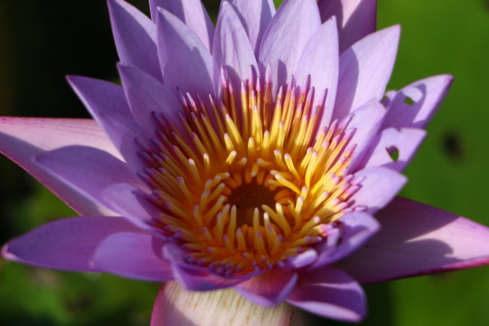 Lotus water lilies Free photos