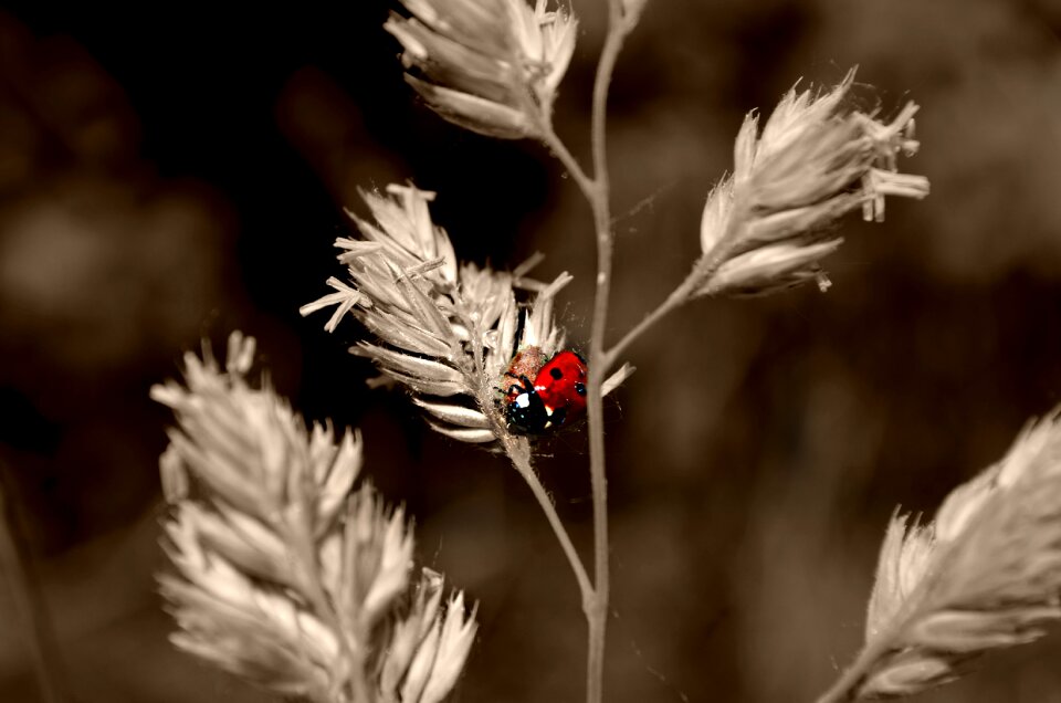 Ladybug macro nature