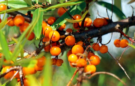 Orange red bush photo