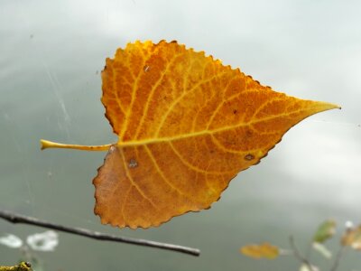 Flying float nature