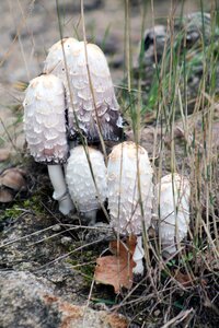 Tree autumn parasol mushroom
