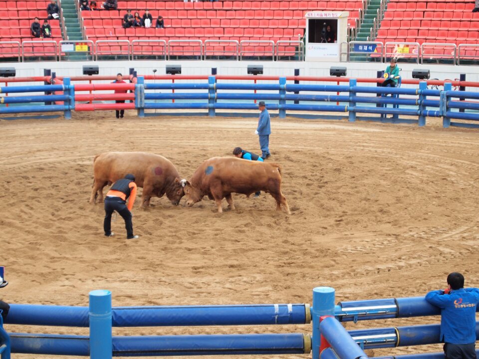 Qingdao cow fighting qingdao cow
