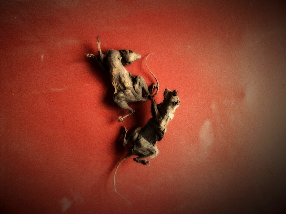 Death couple animals