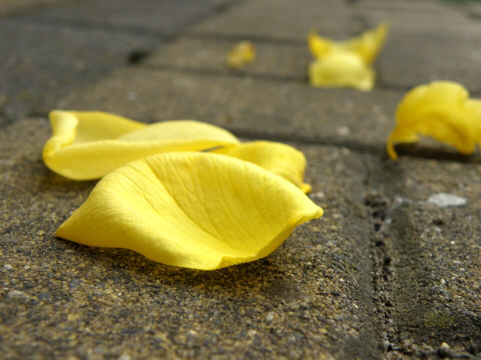 Flower petals yellow on the ground
