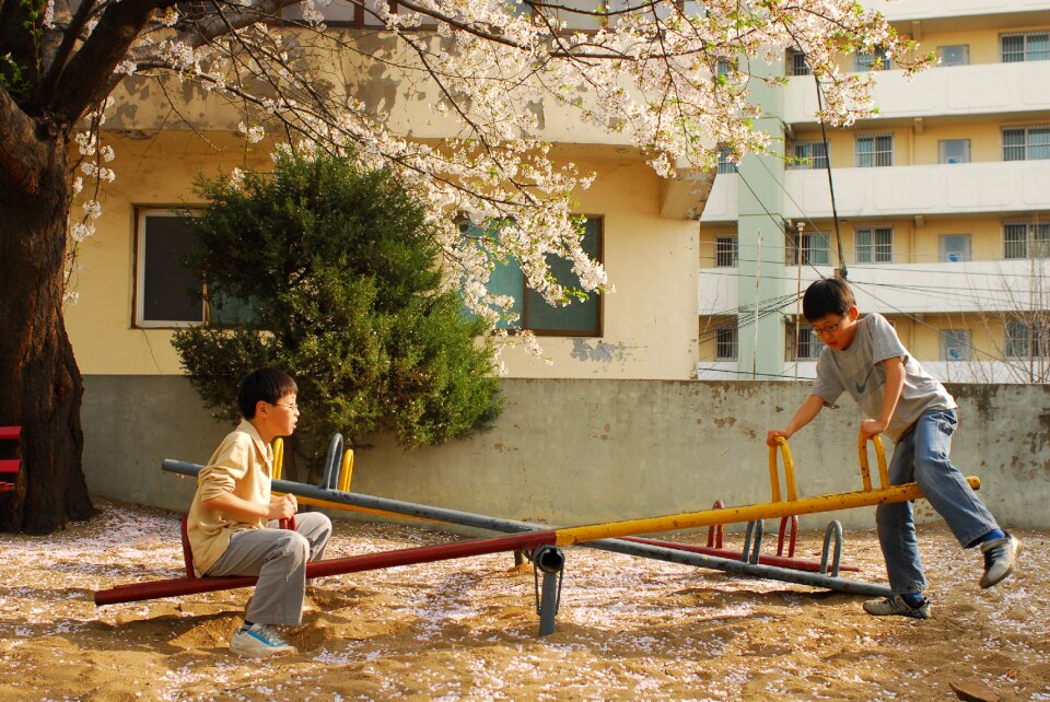 Cherry blossom spring apartments