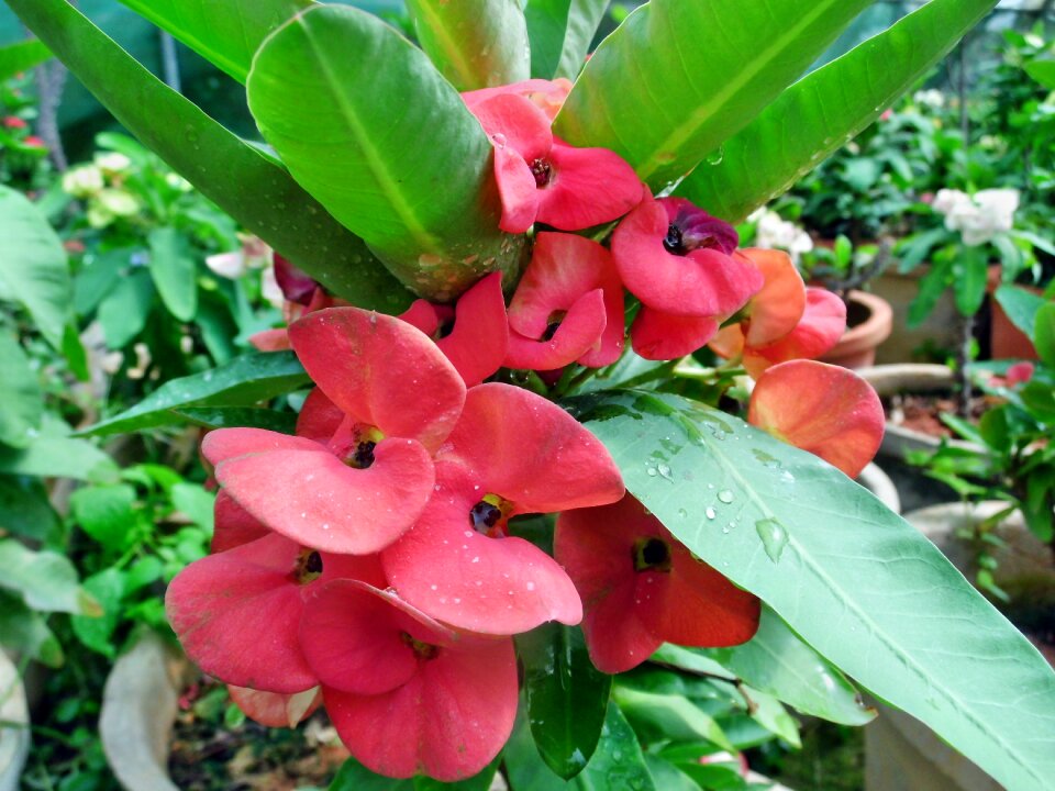 Flowers plant crown