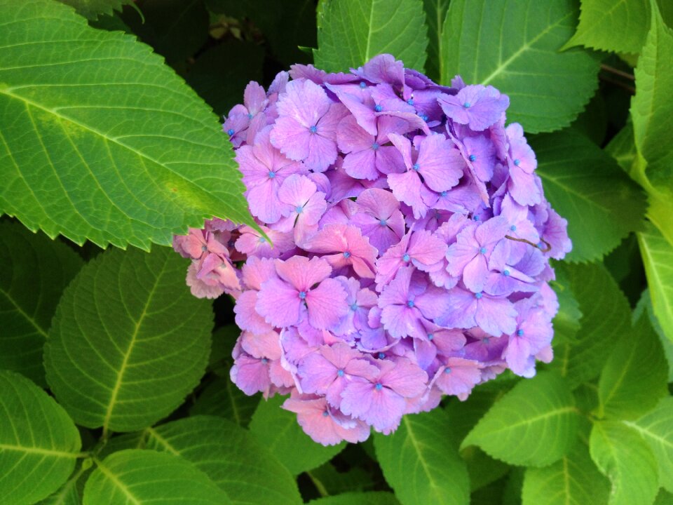 Hydrangea flower green