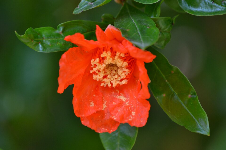 Pomegranate flower orange