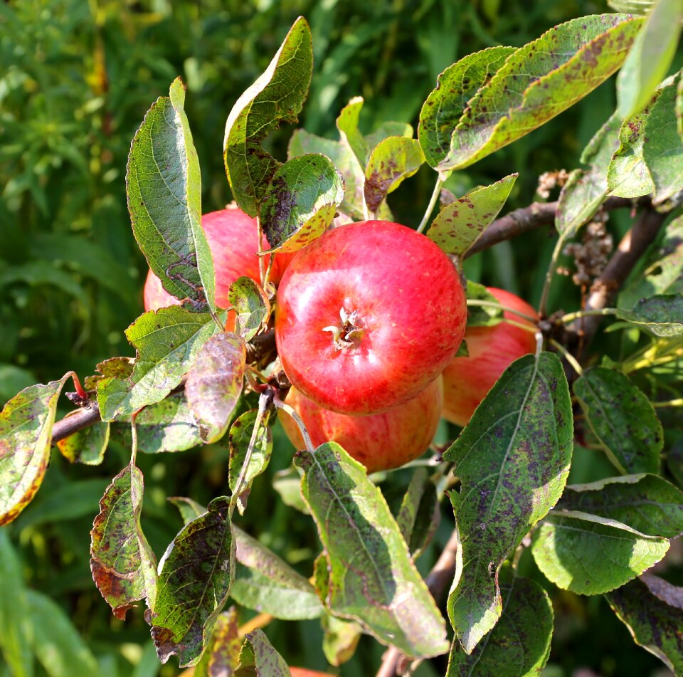 Apple tree apple rome