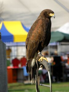 Predator sitting breeding raptors