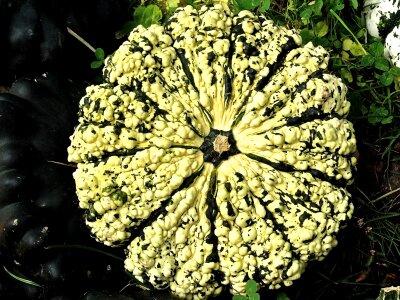 Structure autumn motives pumpkins