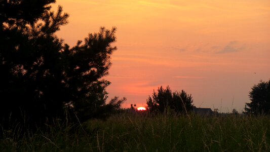 Trees sun red