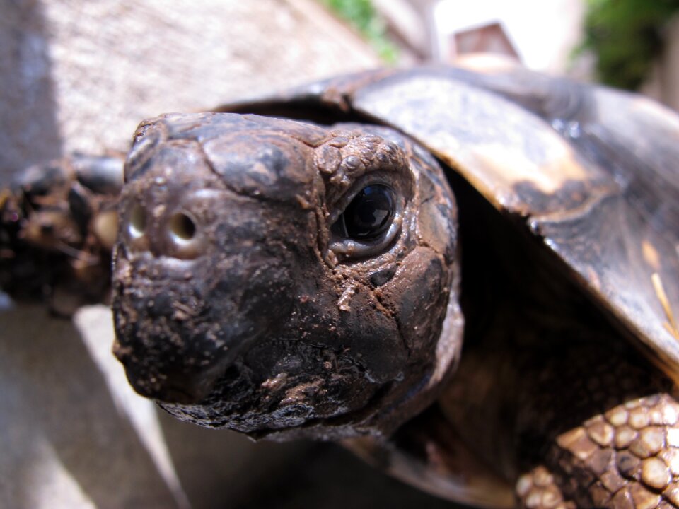 Turtle animal tortoise