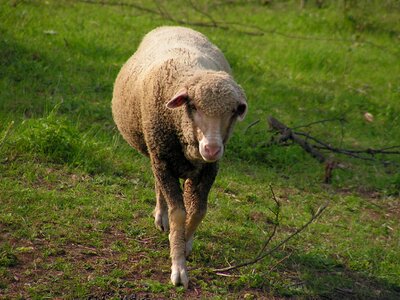 The successive mammal animal