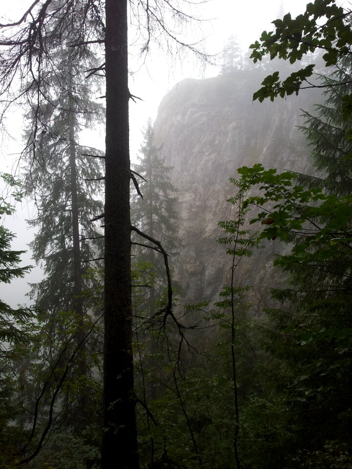 Trees nature misty