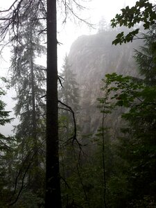 Trees nature misty