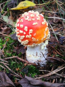 Forest red with white dots agaric photo