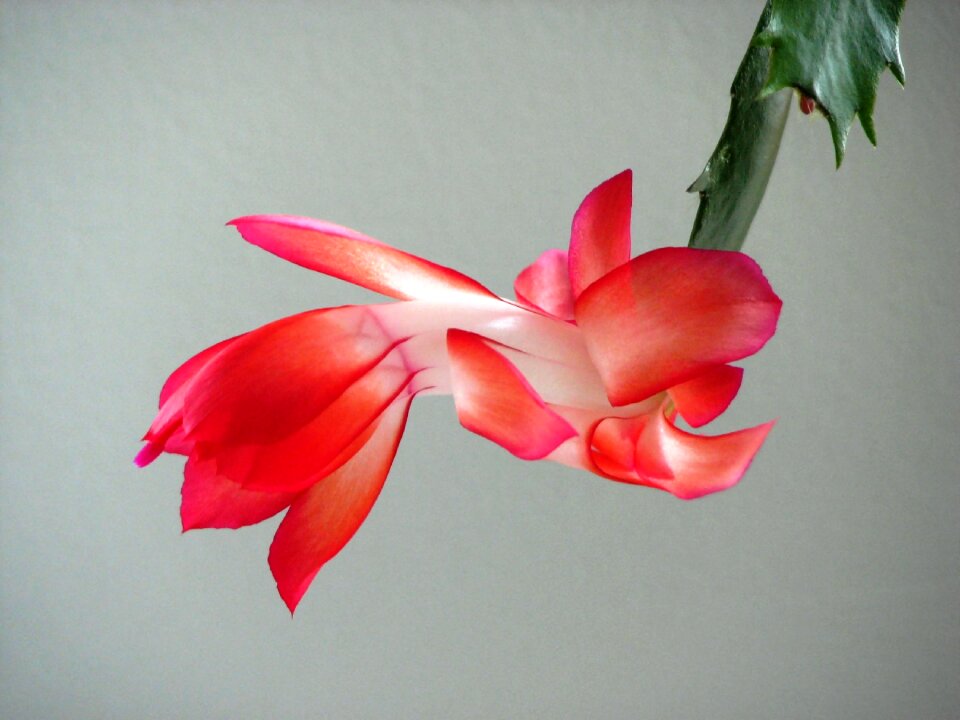 Blossom bloom cactus