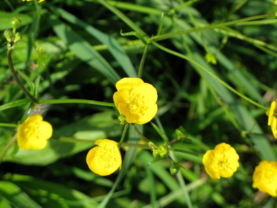 Summer blossom bloom