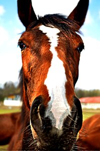 Horse animal stallion