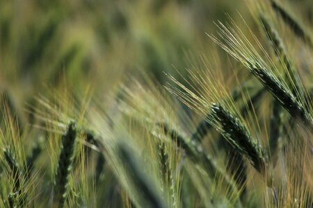 Grain cereals field