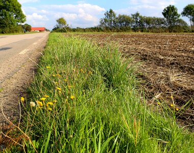 Grass weeds roads