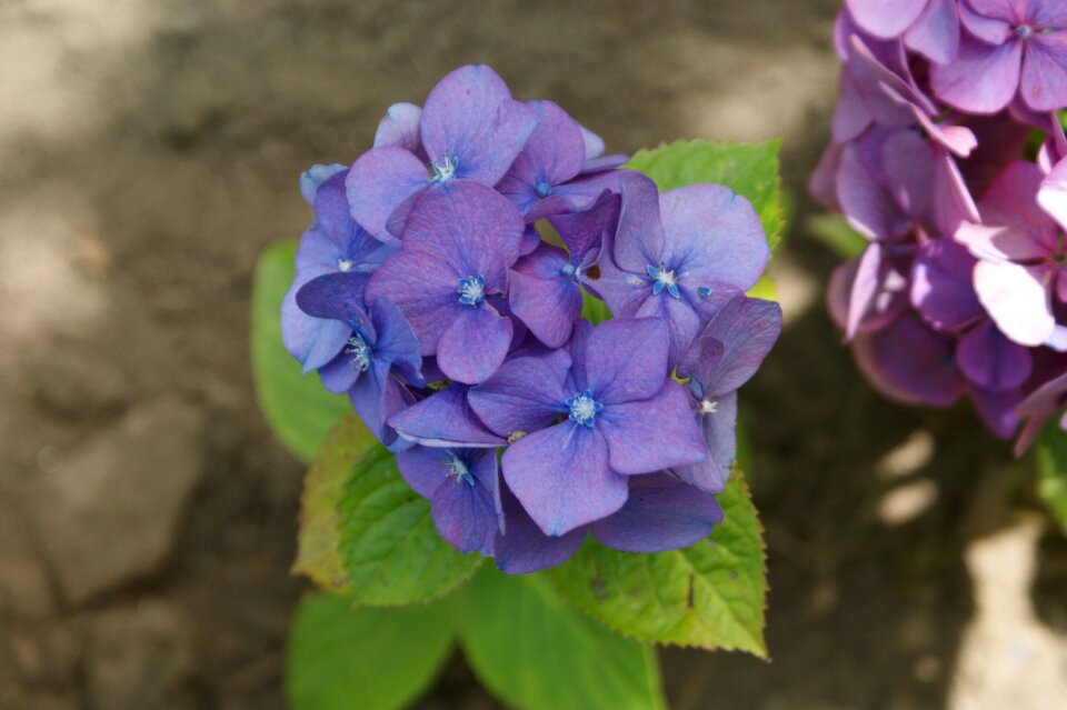 Hortensia flower garden