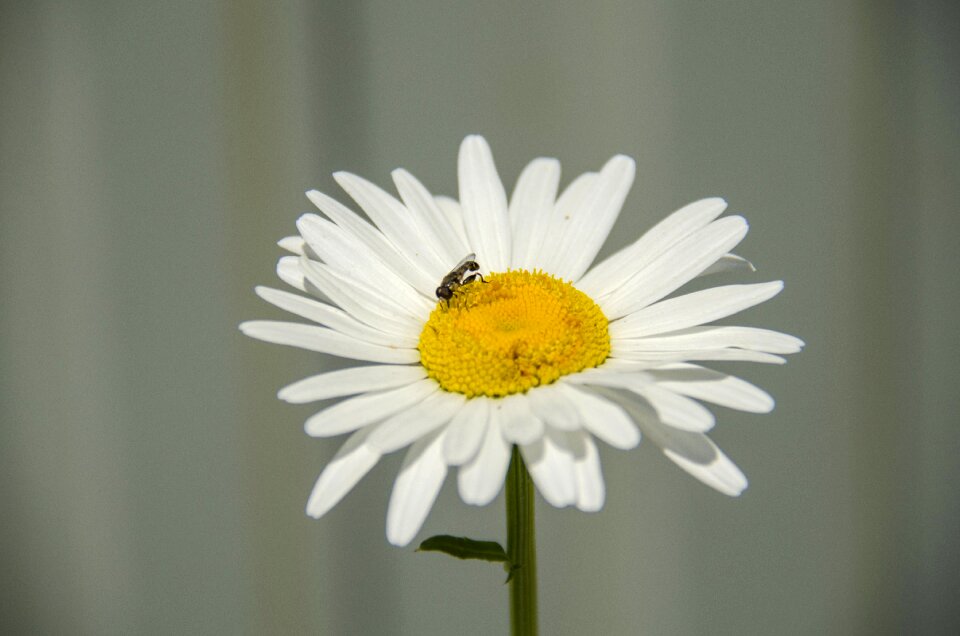 Flowers chamomile closeup