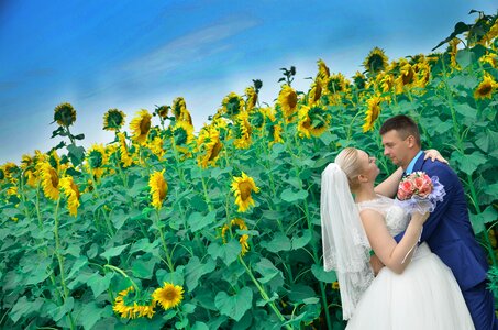 Sunflower field sunflowers summer