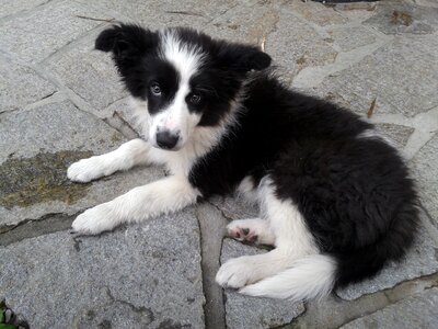 Dog peaceful puppy