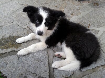 Dog peaceful puppy photo