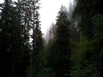 Trees nature misty