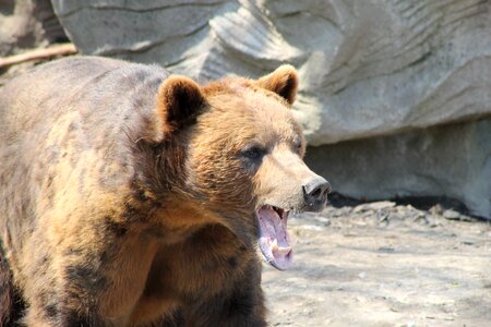 Teeth animal wildlife photo