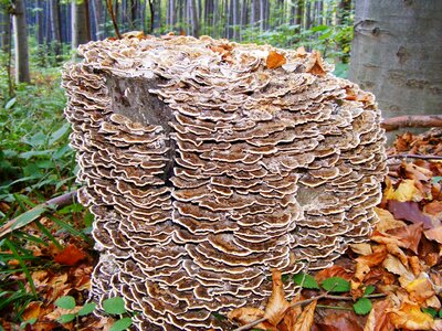 Forest nature autumn