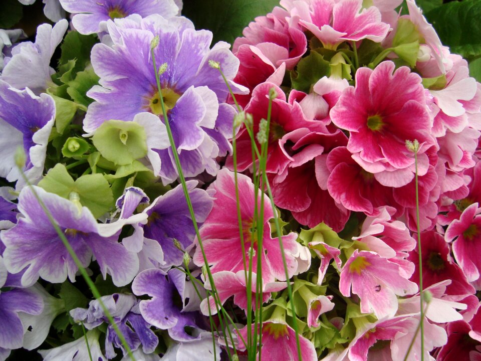 Floral bright violet
