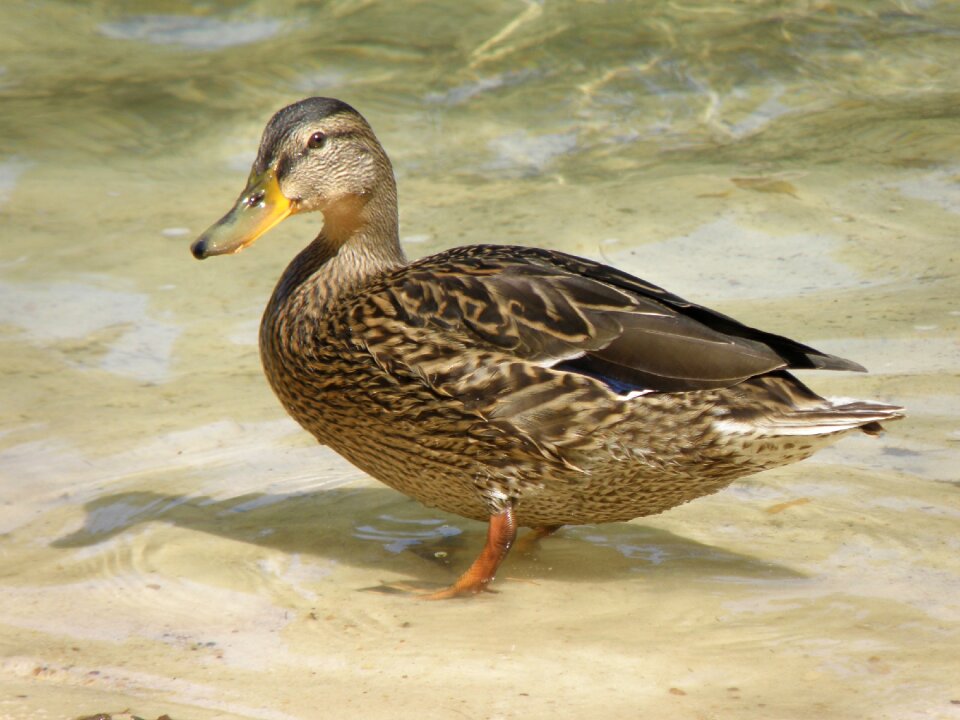 Bird water surface pond