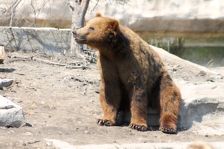 Animal wildlife nature