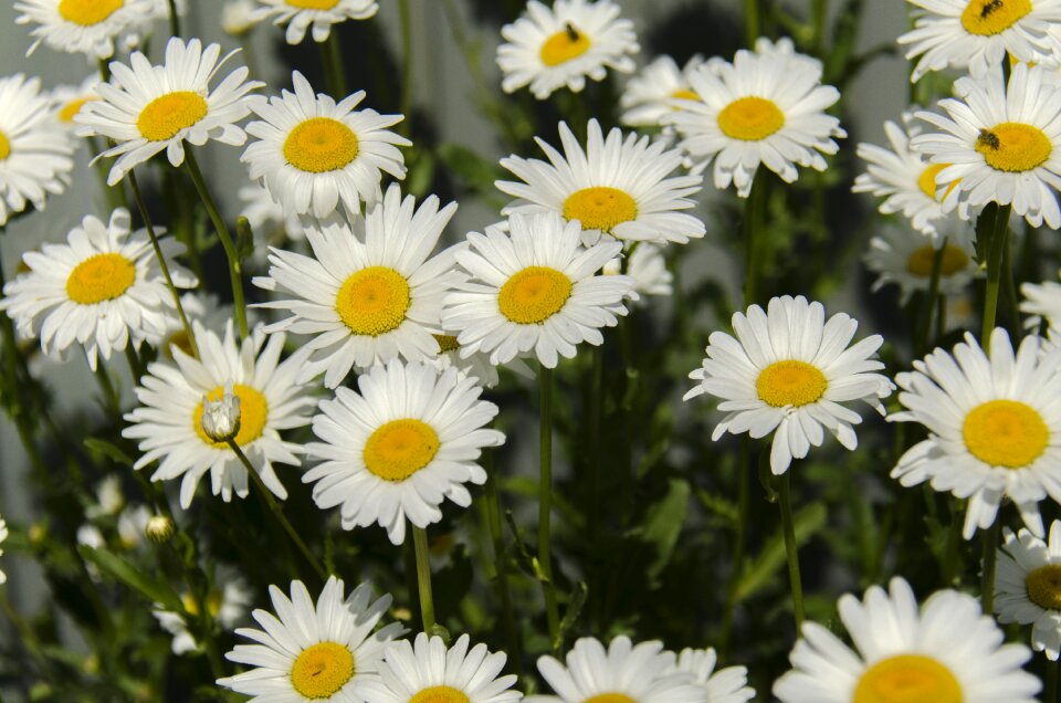 White bloom closeup