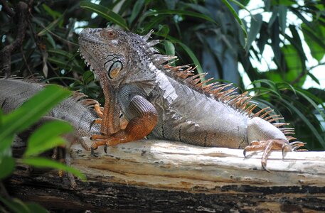 Reptile zoo zurich