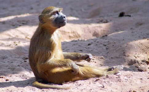 Baboon monkey baby monkey photo